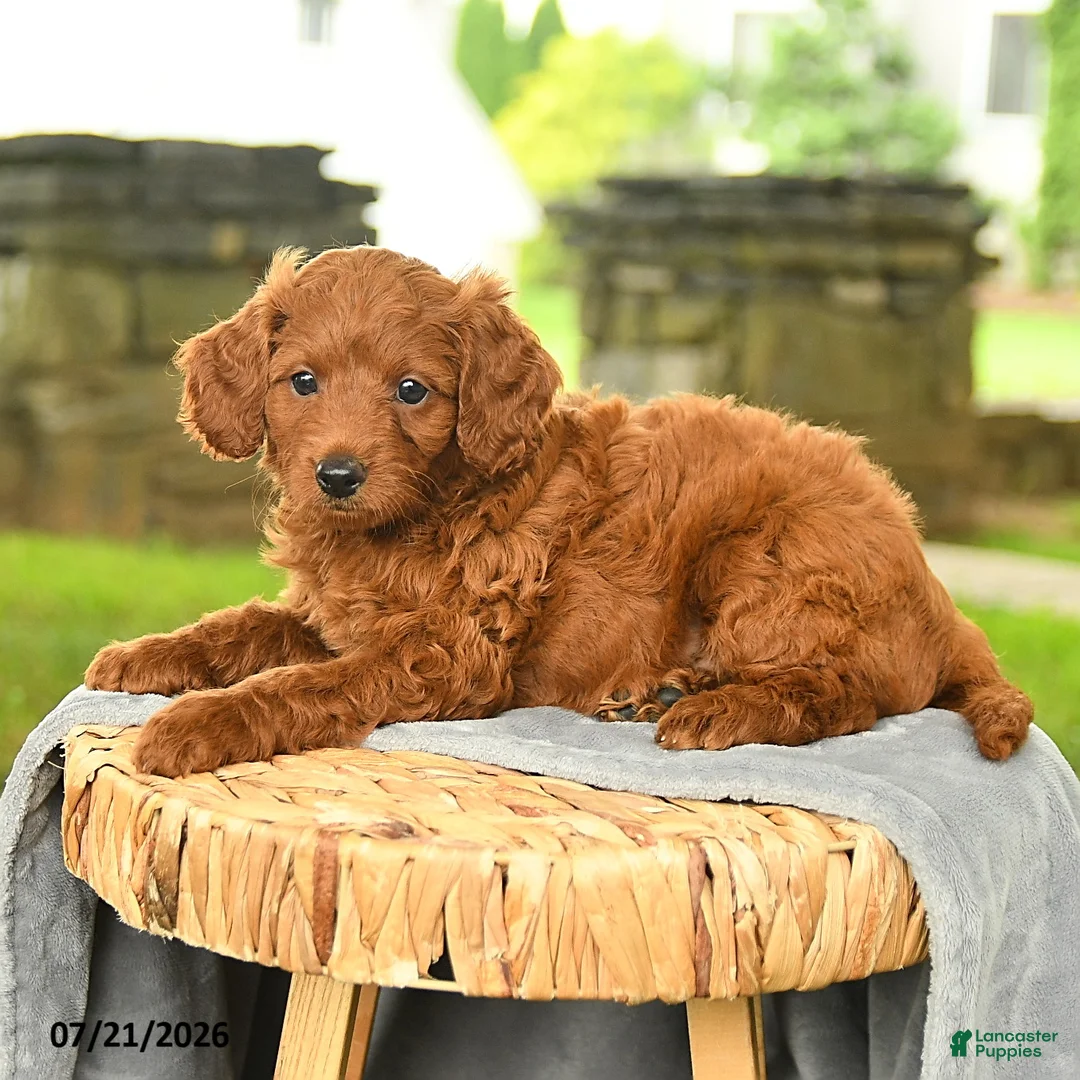 Miniature Poodle dogs for sale: Kayden - Ad 3