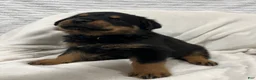 Rottweiler dogs for sale: bowser - Ad 3