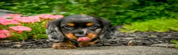 Miniature Dachshund dogs for sale: AKC-Jewel - Ad 5