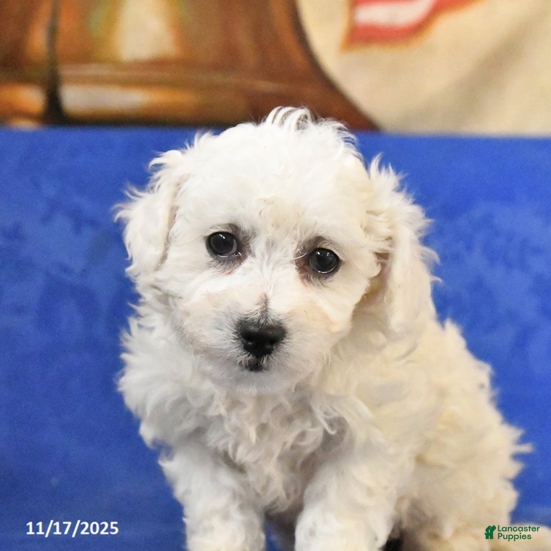 Bichon Frise dogs for sale: Benji - Ad 4