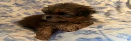 Shih Tzu dogs for sale: Shih Tzu Puppy 4 - Ad 2