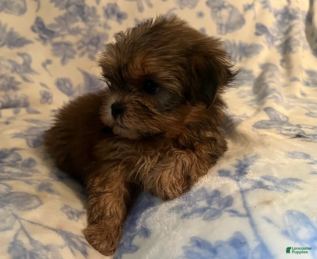 Shih Tzu dogs for sale: Shih Tzu Puppy 4 - Ad 2
