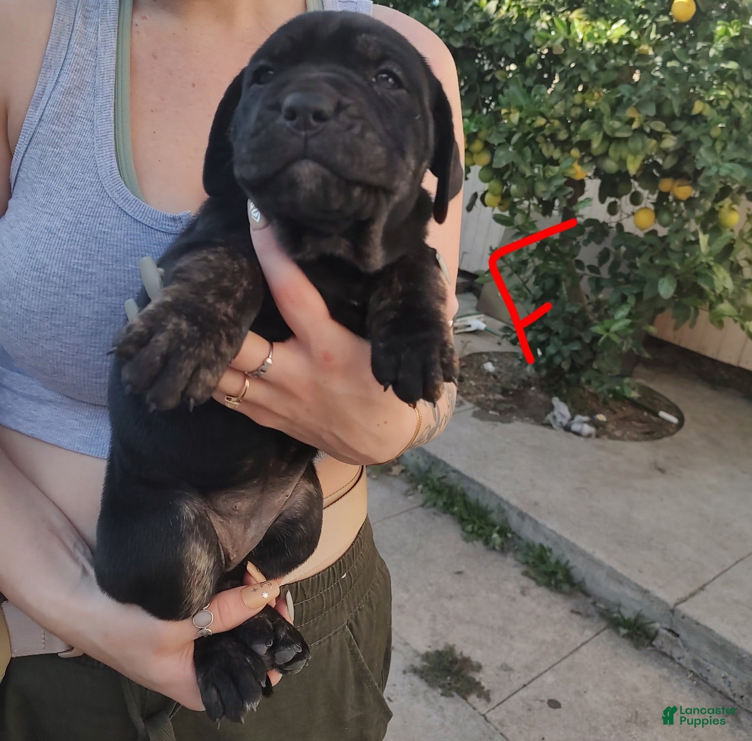 Cane Corso dogs Cane Corso 6 - Ad 1