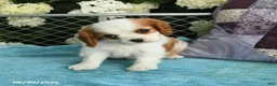 Cavalier King Charles Spaniel dogs for sale: Buddy - Ad 1