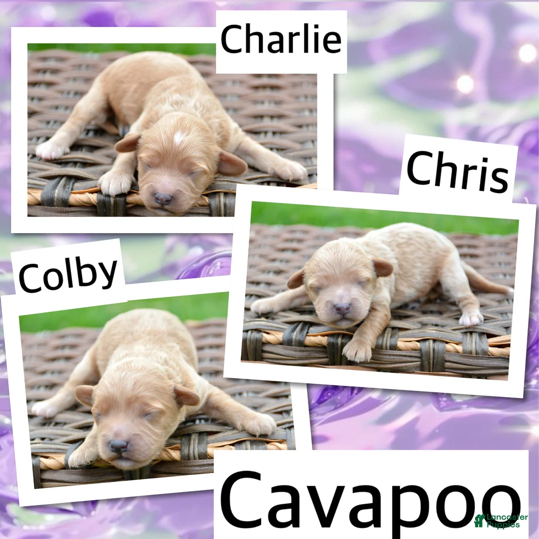 Cavapoo dogs for sale: Cavapoo M Charlie - Ad 2