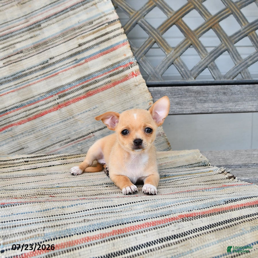 Chihuahua dogs Poppy - Ad 1