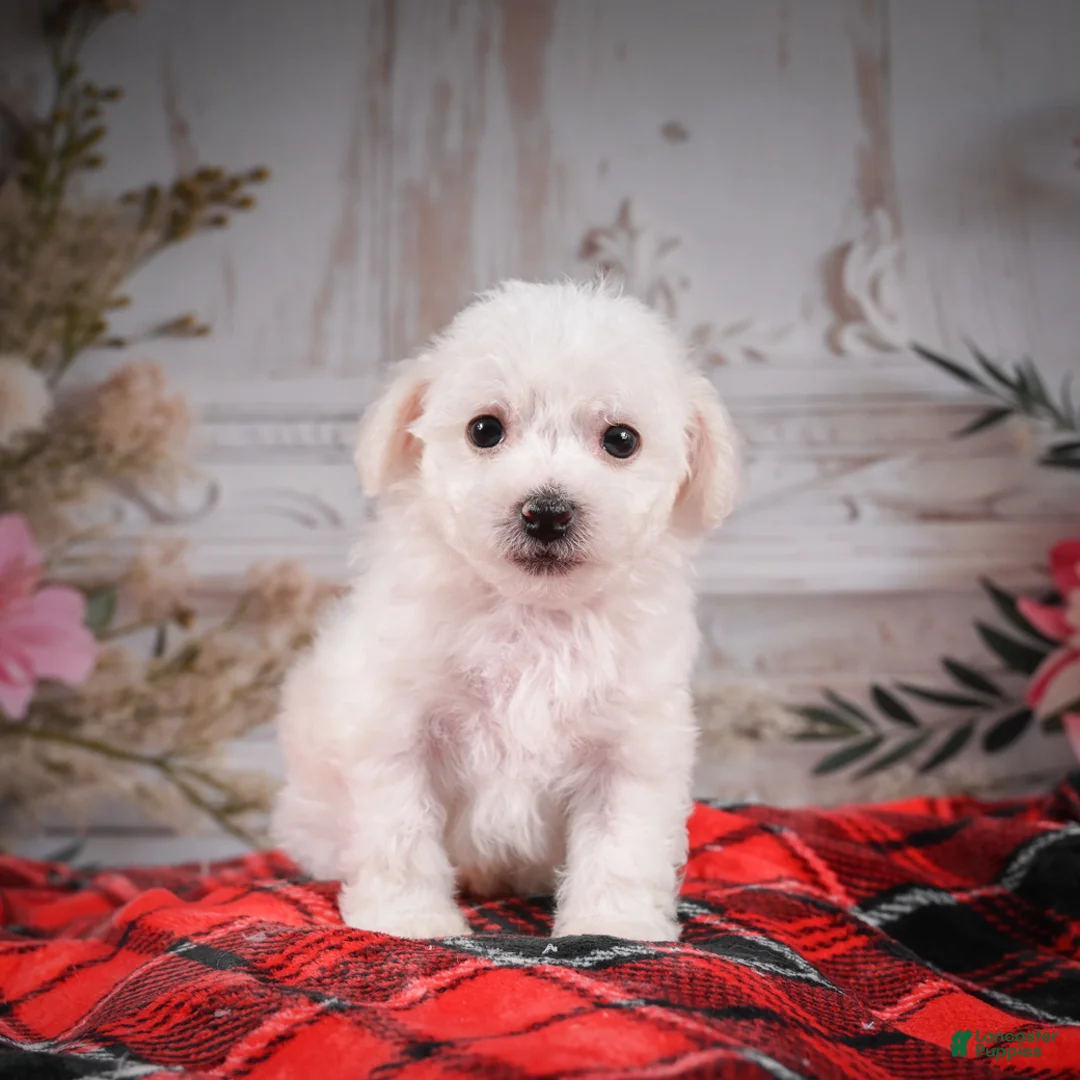 Bichon Frise dogs for sale: AKC-Misty - Ad 6