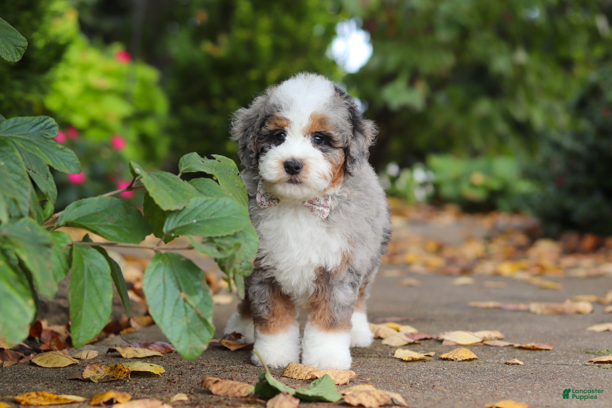 Mini Bernedoodle dogs Paris - Ad 1
