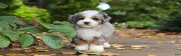 Mini Bernedoodle dogs for sale: Paris - Ad 1