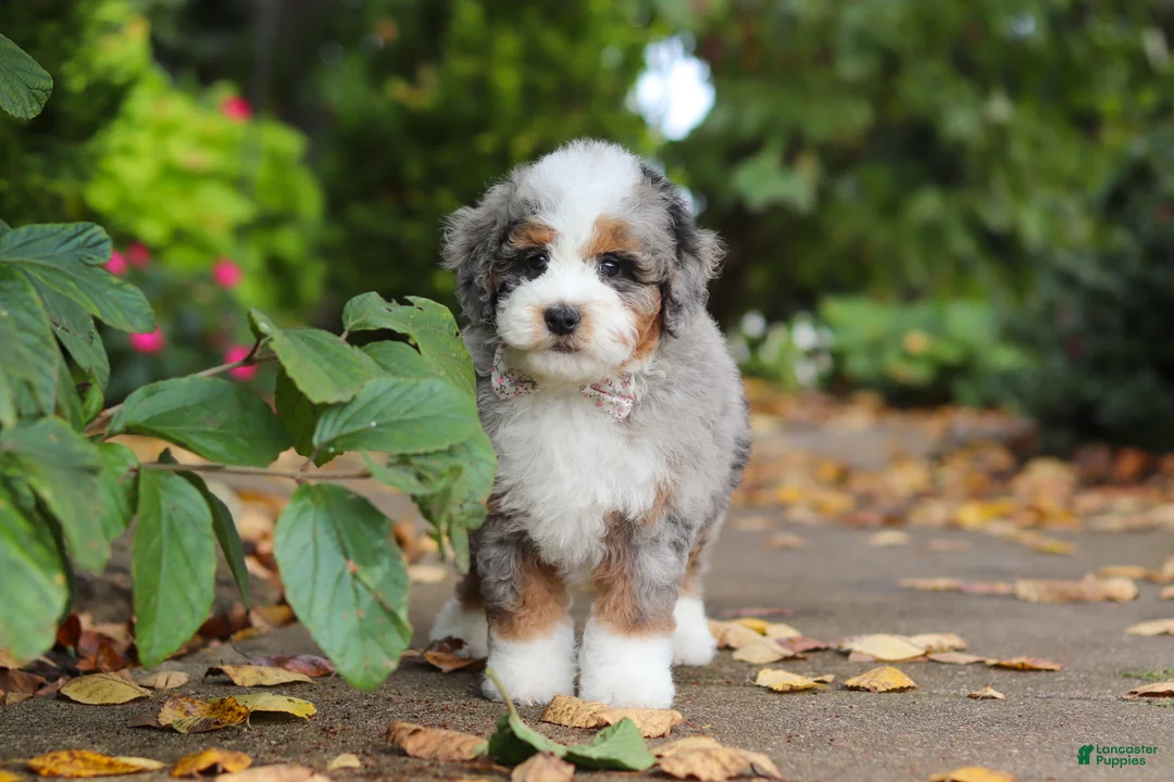Mini Bernedoodle dogs for sale: Paris - Ad 1