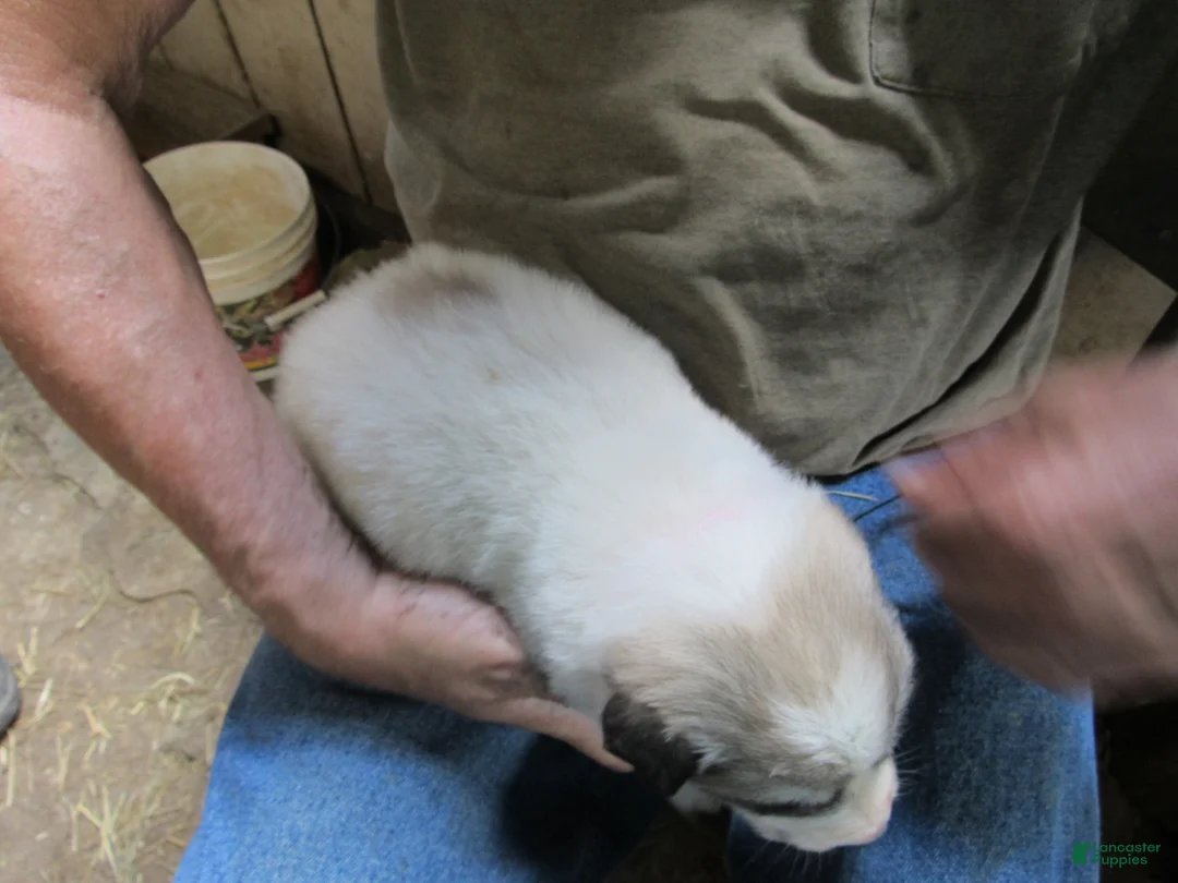 Great Pyrenees dogs for sale: Pink Collar Badger Face Female Great Pyrenees Puppy  - Ad 2