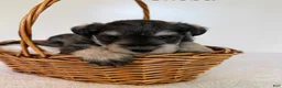 Miniature Schnauzer dogs for sale: Sheba Miniature Schnauzer  - Ad 7