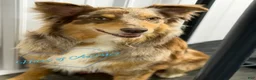 Australian Shepherd dogs for sale: Australian Shepherd Bogo - Ad 10