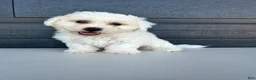 Bichon Frise dogs for sale: Buddy - Ad 1
