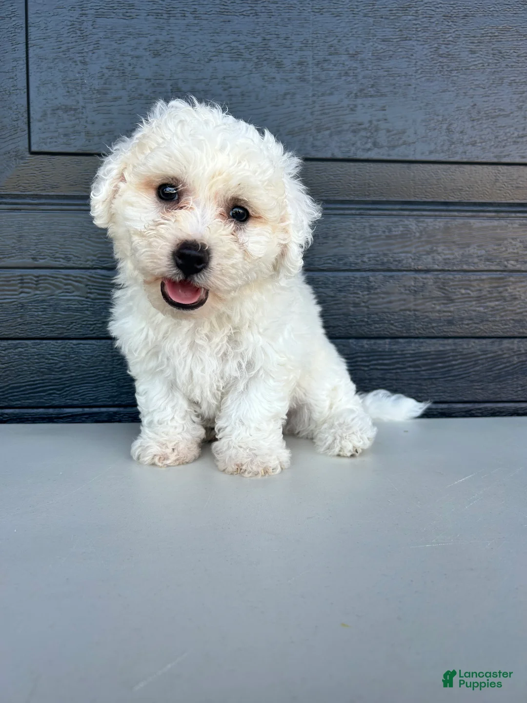 Bichon Frise dogs for sale: Buddy - Ad 1
