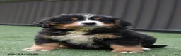 Bernese Mountain Dog dogs for sale: Dexter - Ad 2
