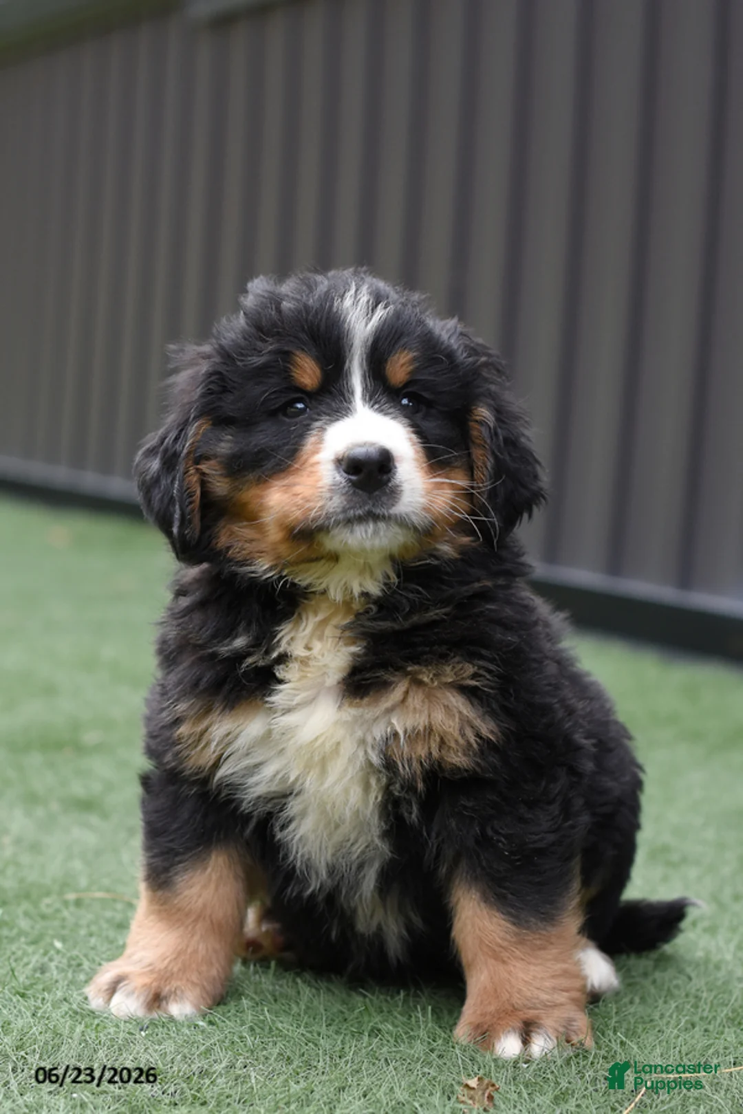 Bernese Mountain Dog dogs for sale: Dexter - Ad 2