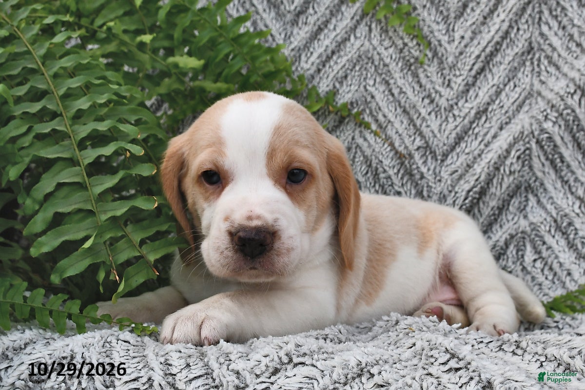 Mixed Breed dogs for sale: Parker  - Ad 1