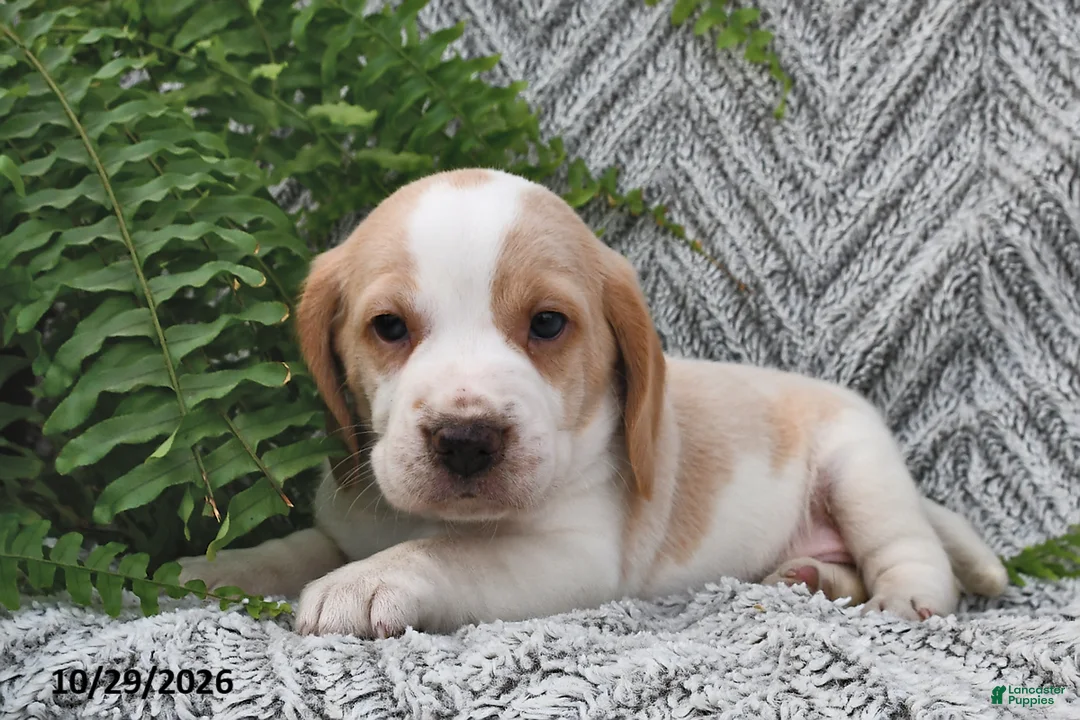 Mixed Breed dogs for sale: Parker  - Ad 1