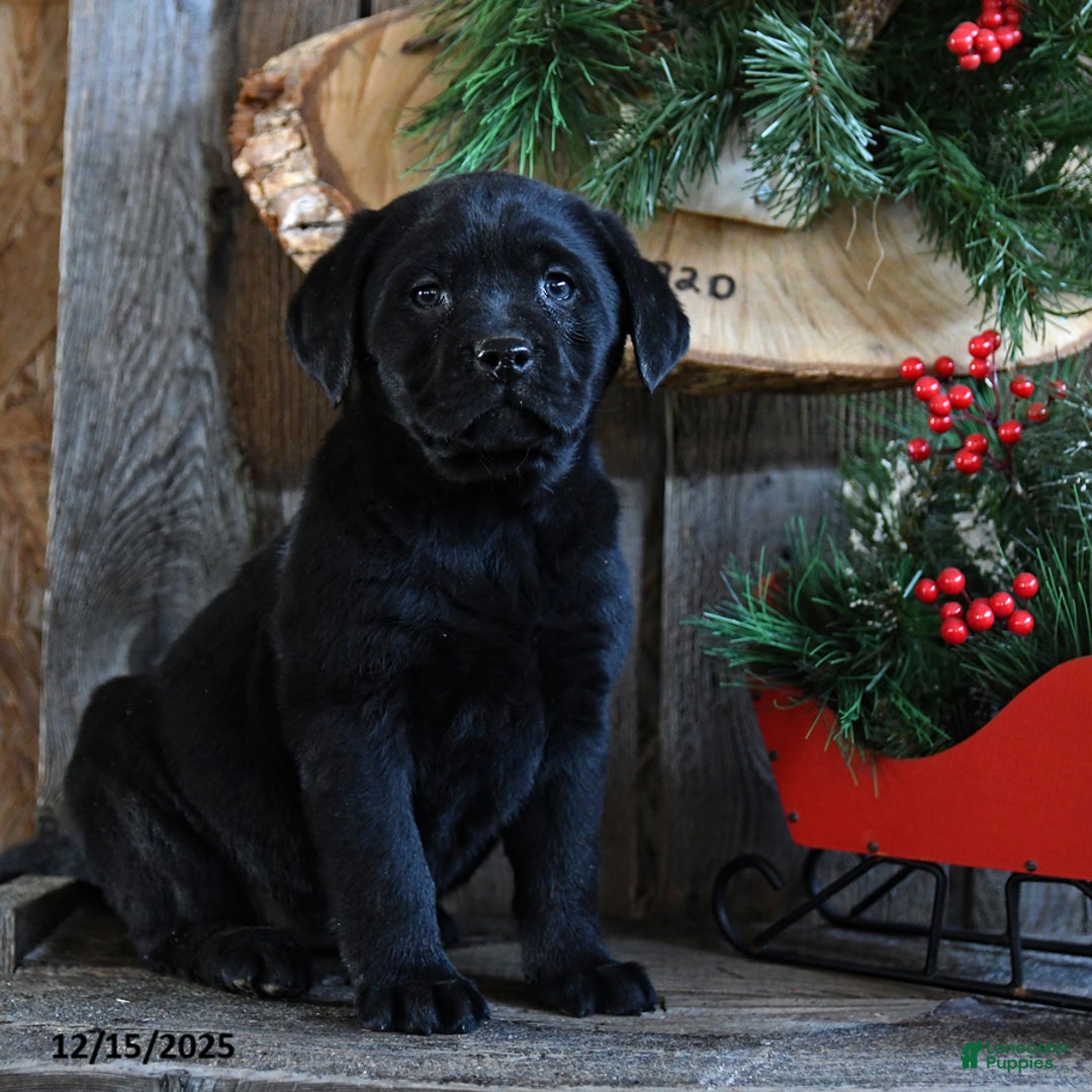 Labrador Retriever dogs for sale: Rain - Ad 1