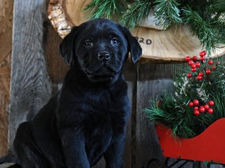 Labrador Retriever dogs Rain - Ad 1