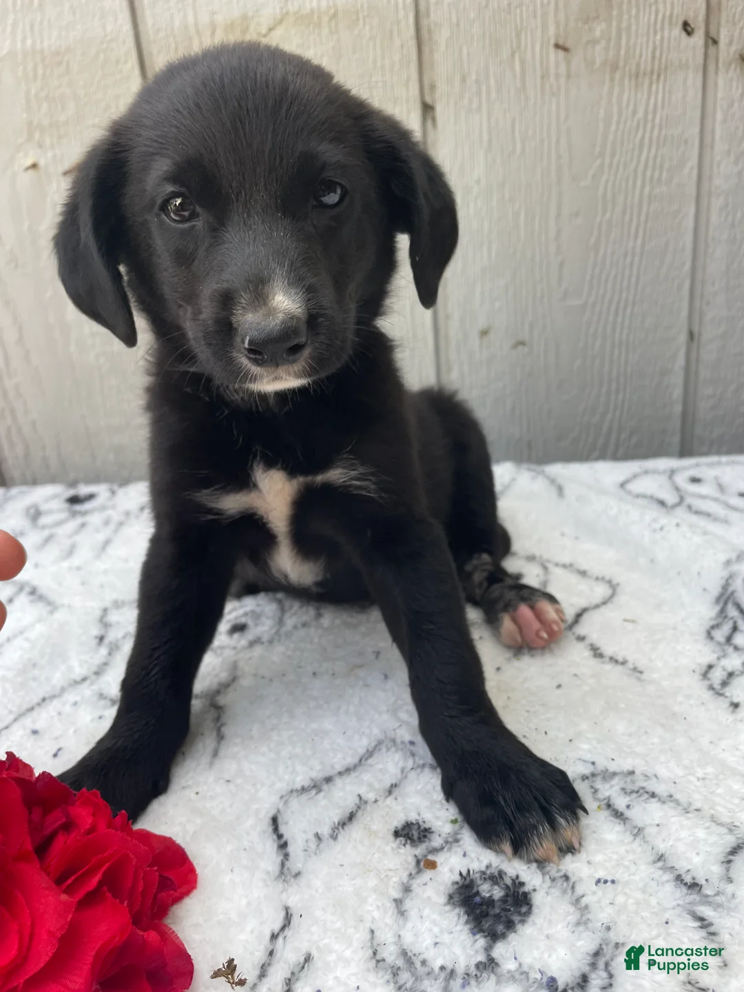 Border Collie dogs for sale: Mandy - Ad 1