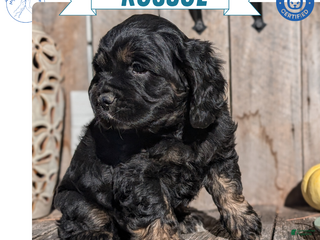 Cocker Spaniel dogs - Ad 18