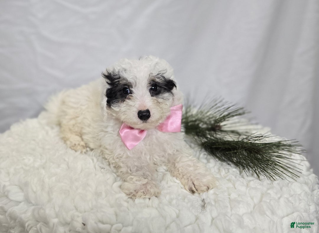 Pomapoo dogs for sale: Lolly - Ad 6