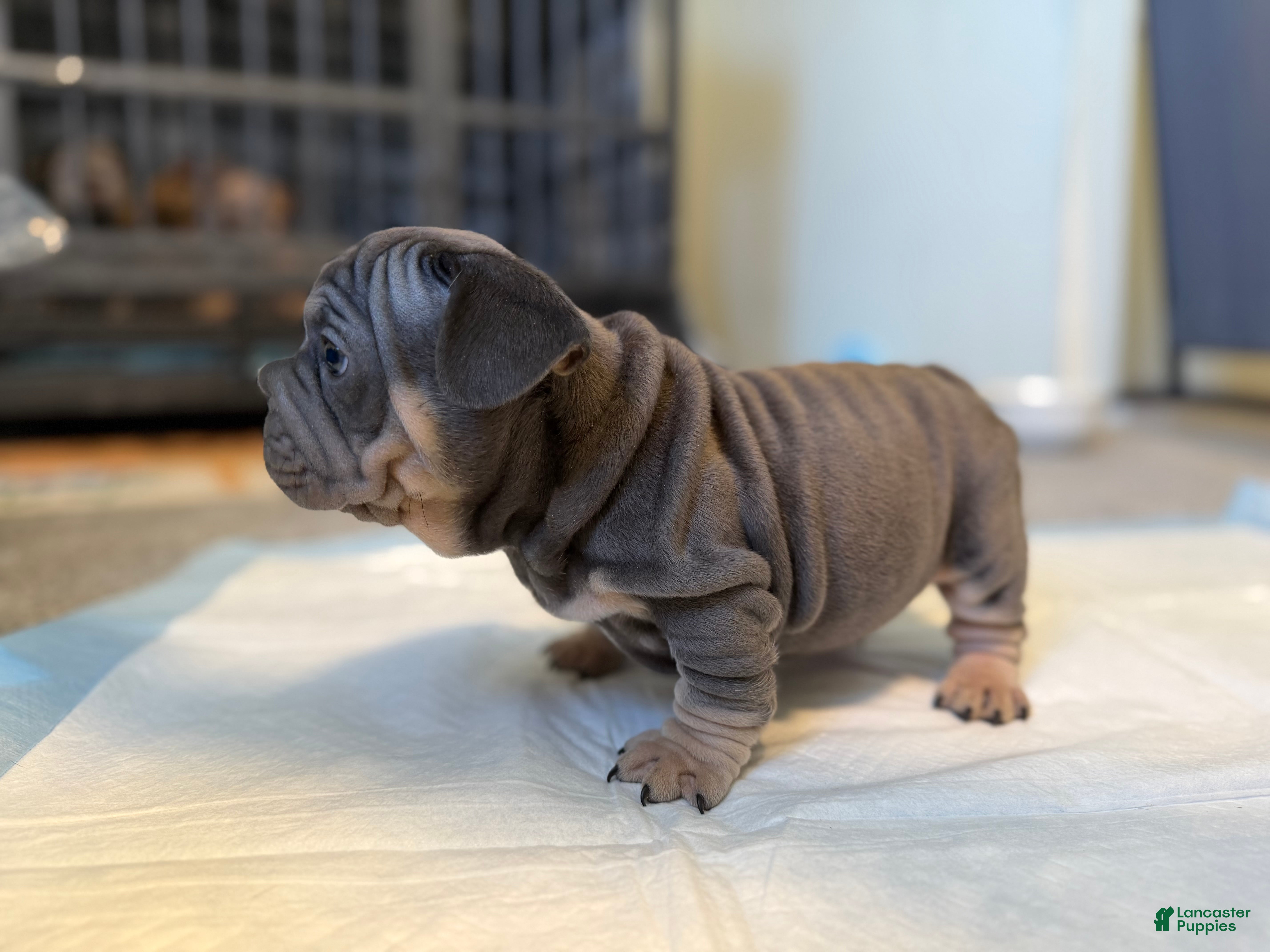 French Bulldog dogs for sale: French Bulldog Puppy 1 - Ad 1