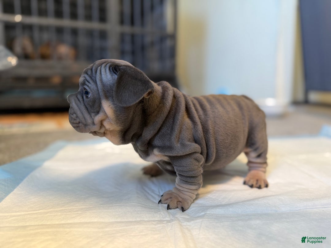French Bulldog dogs for sale: French Bulldog Puppy 1 - Ad 1