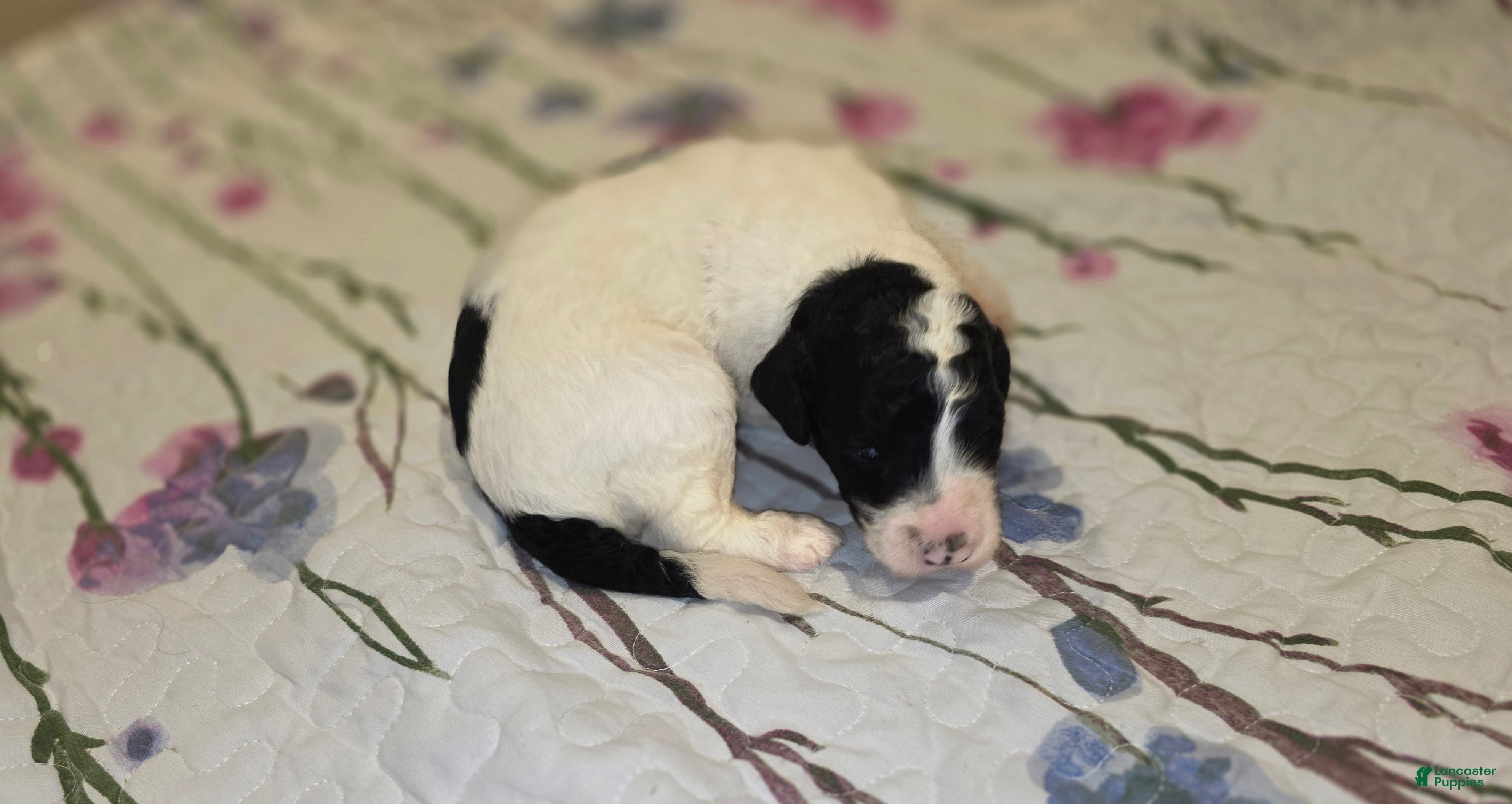 Sheepadoodle dogs Sheepadoodle 5 - Ad 5