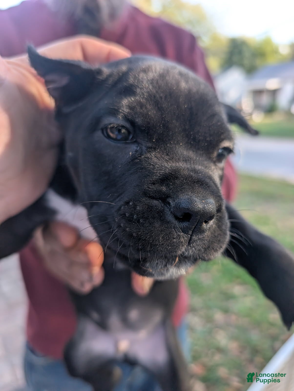 Cane Corso dogs for sale: Loki - Black Cane Corso - Ad 1