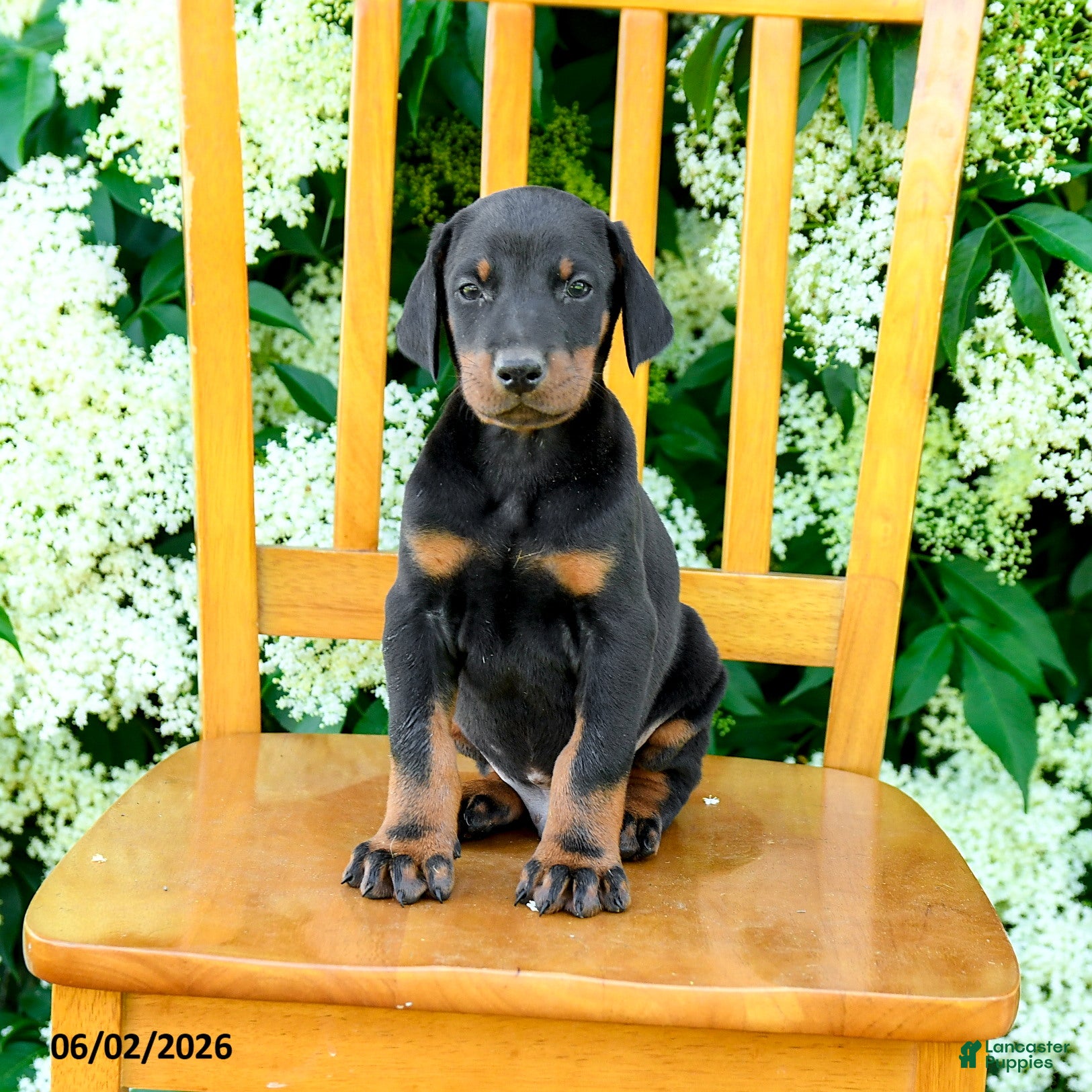 Doberman Pinscher dogs for sale: Ladron - Ad 5