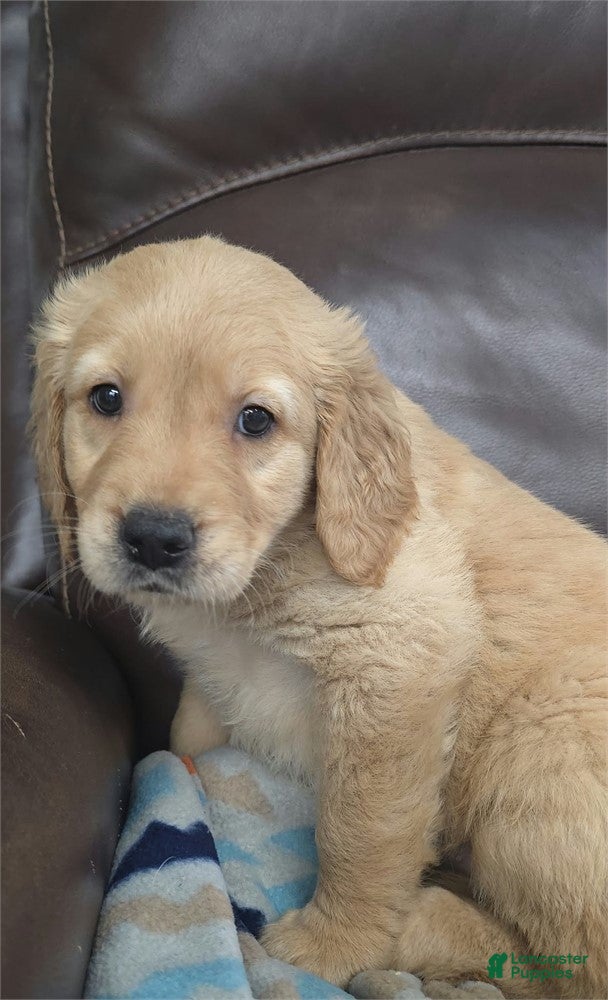 Golden Retriever dogs Golden Retriever 1 - Ad 1