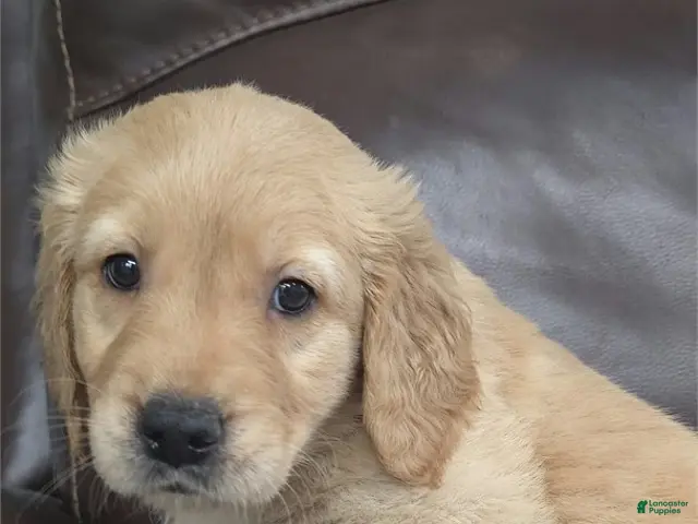 Golden Retriever dogs for sale: Golden Retriever 1 - Ad 1