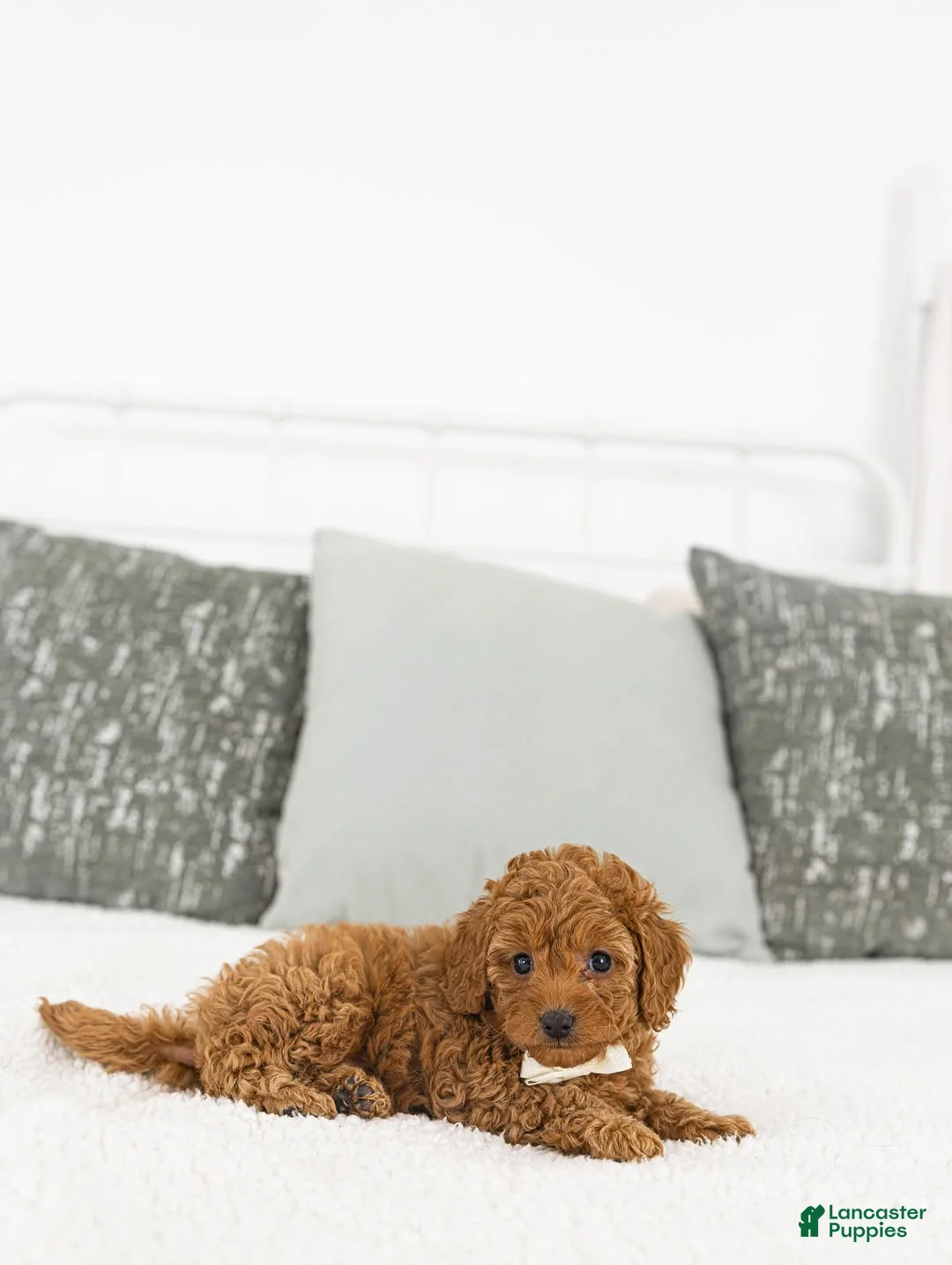 Toy Poodle dogs for sale: Annie - Ad 5