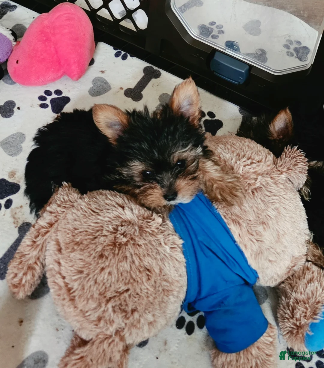 Yorkshire Terrier dogs for sale: AKC MIDNIGHT (Teacup) - Ad 1