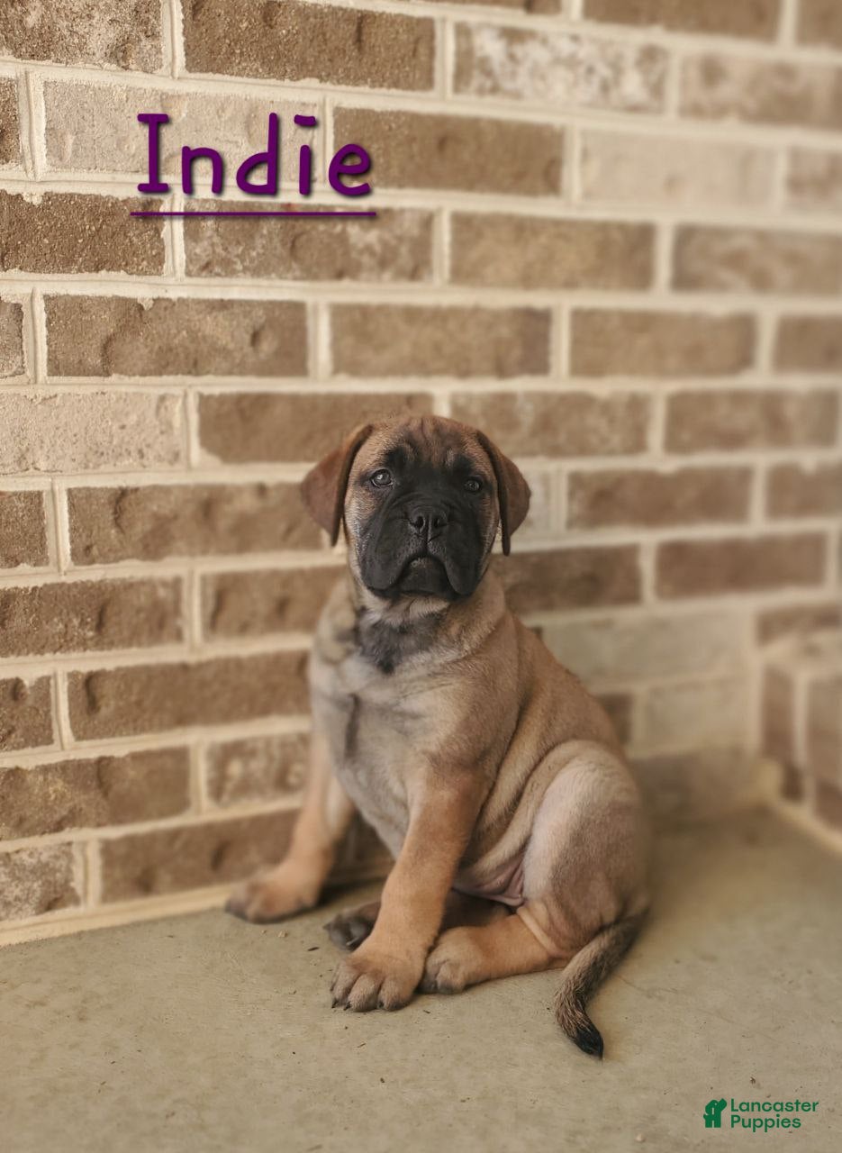 Bullmastiff dogs Indie - Ad 6