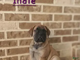 Bullmastiff dogs Indie - Ad 6