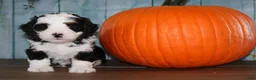 Mini Bernedoodle dogs for sale: Mini Bernedoodle 1 - Ad 4