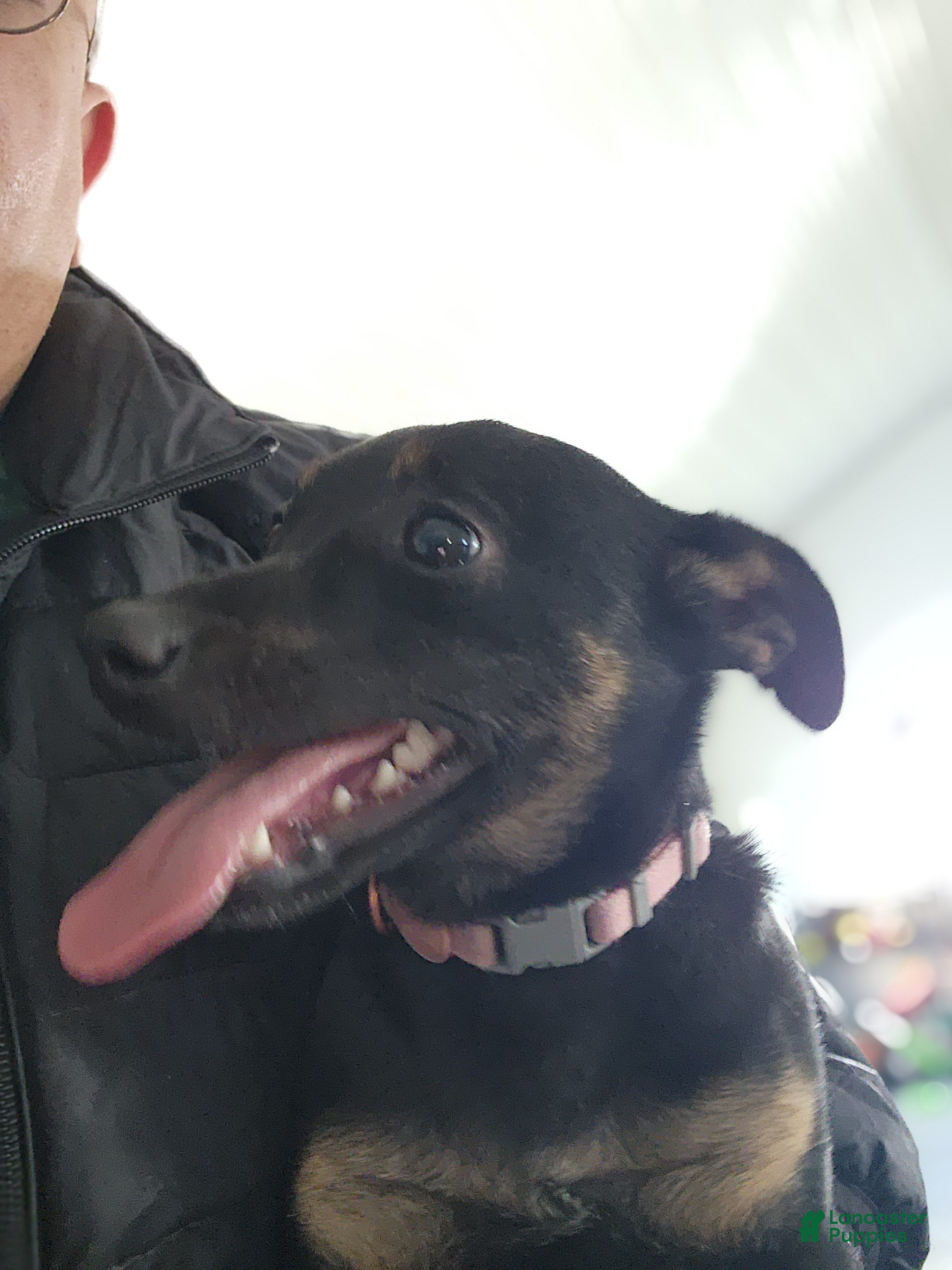 Mixed Breed dogs Bella - Ad 31