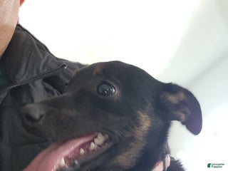 Mixed Breed dogs Bella - Ad 31