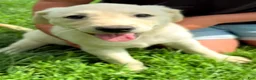Mixed Breed dogs for sale: Mixed Breed 4 - Ad 8
