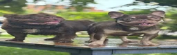 French Bulldog dogs for stud: Open for stud service - Ad 3