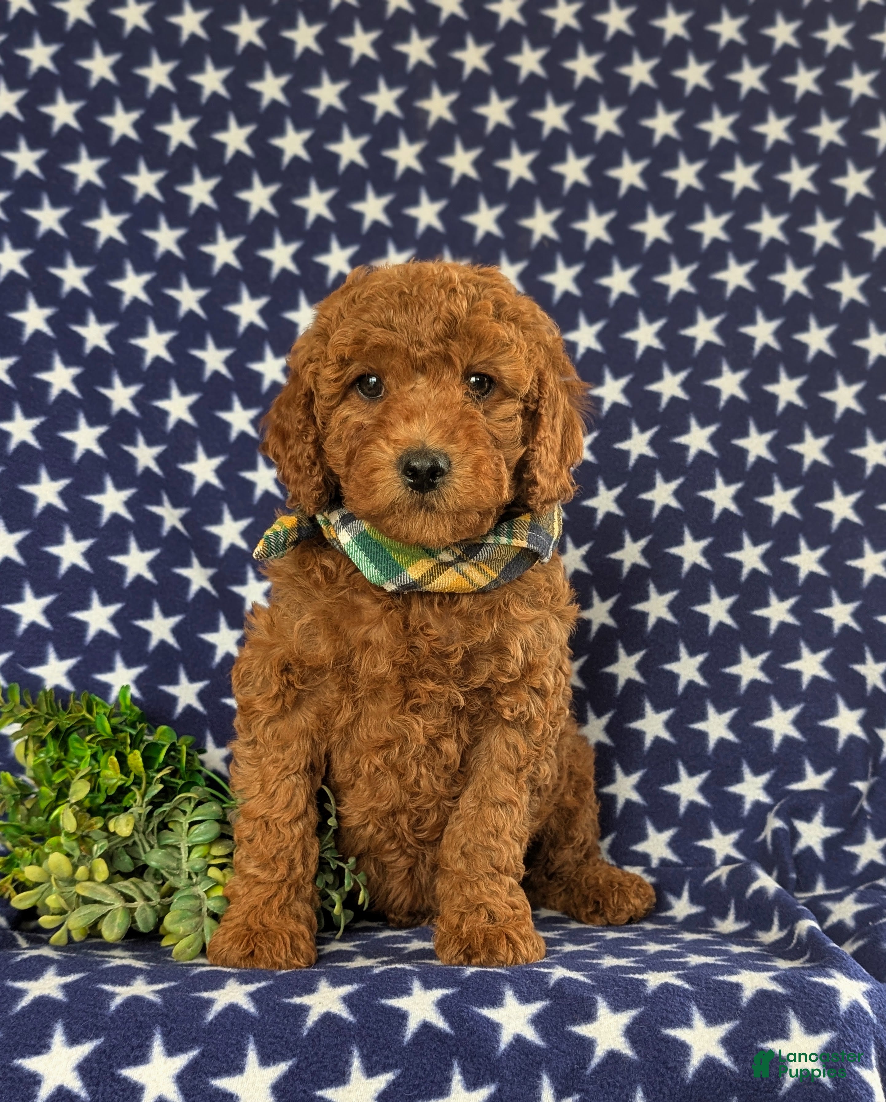 Cavapoo dogs Jack Hypoallergenic - Ad 1