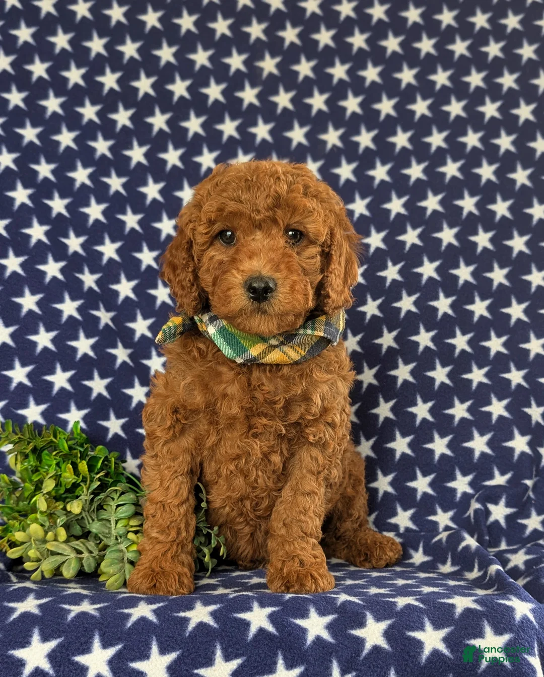 Cavapoo dogs for sale: Jack Hypoallergenic - Ad 1