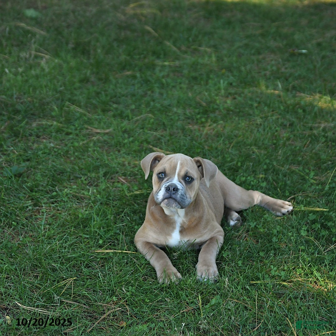 Olde English Bulldogge dogs for sale: Kaya - Ad 4