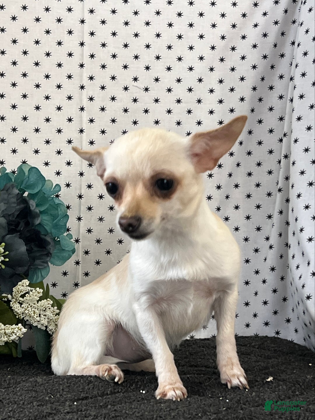 Chihuahua dogs for sale: Apple - Ad 3
