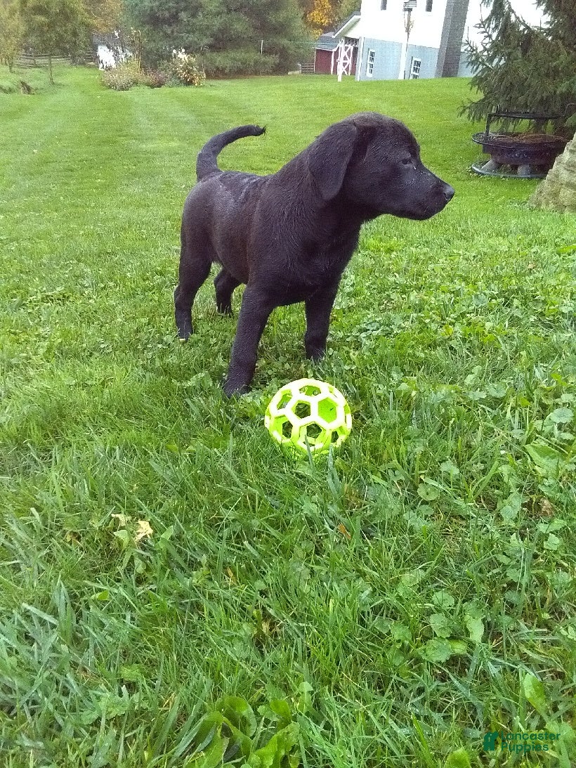 Labrador Retriever dogs Max - Ad 2