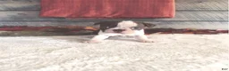 Boston Terrier dogs for sale: Millie Female Boston Terrier - Ad 2